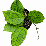 Hoya Callistophylla 'Vena'