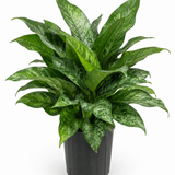 Dieffenbachia x memoria-Corsii