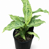 Dumb Cane Maui