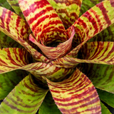 Bromeliad Neoregelia High Voltage