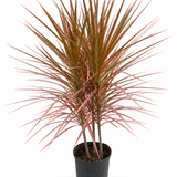 Dracena Colorama