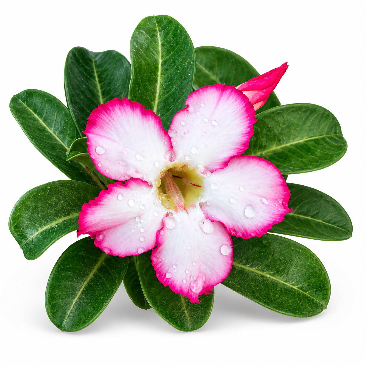 Adenium Desert Rose