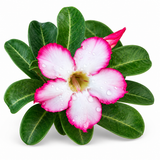 Adenium Desert Rose