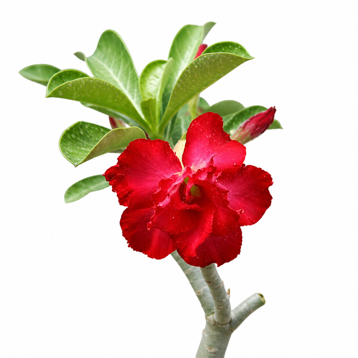 Adenium Desert Rose