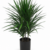 Dracaena 'Tarzan'