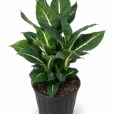 Dumb Cane