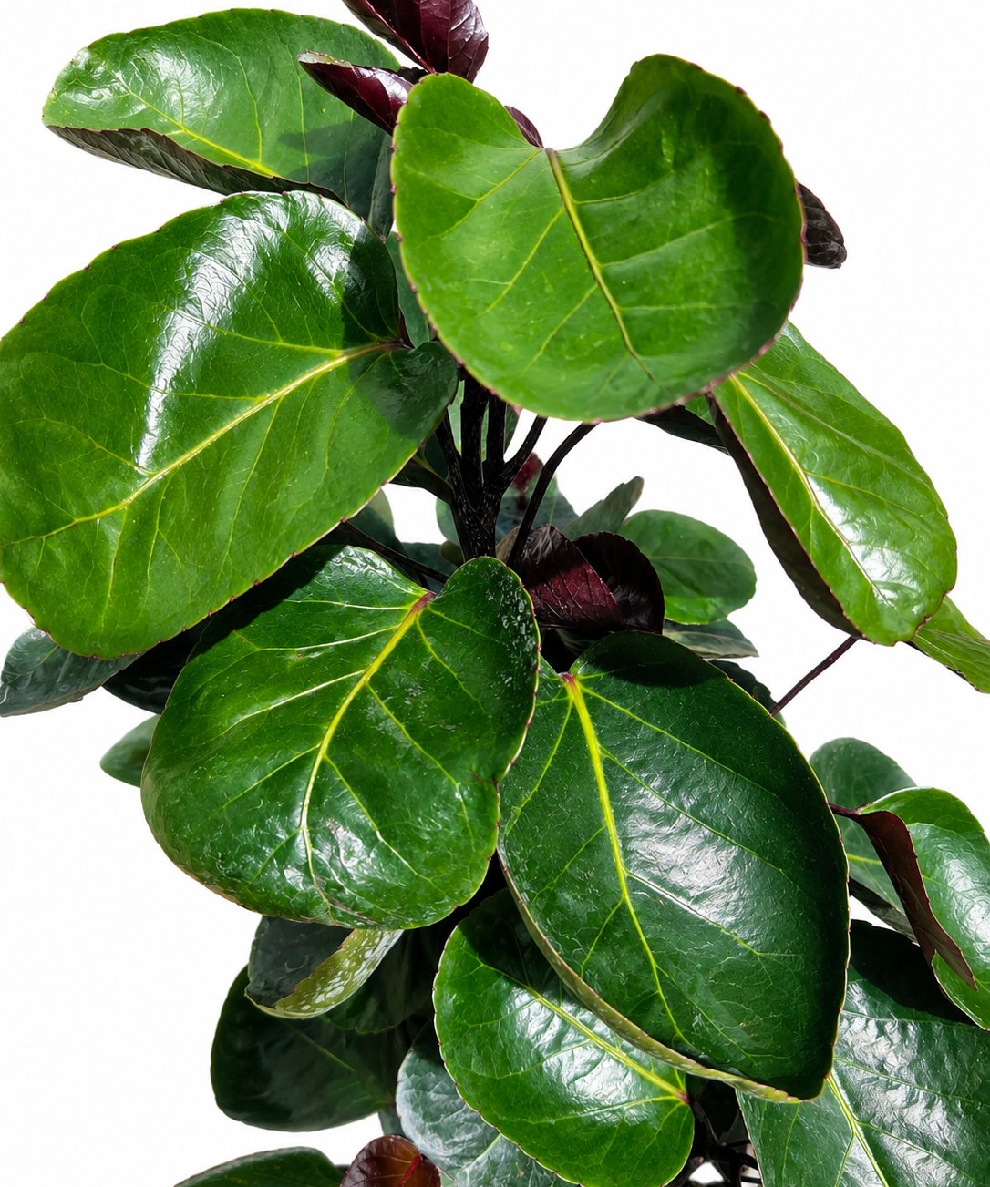 Aralia Fabian Stump