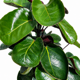 Aralia Fabian Stump