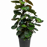 Aralia Fabian Stump