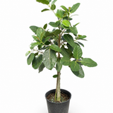 Audey Weeping Fig