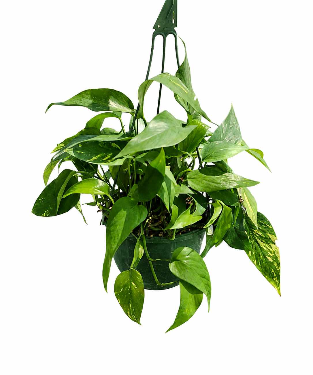 Hawaiian Pothos