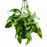 Hawaiian Pothos