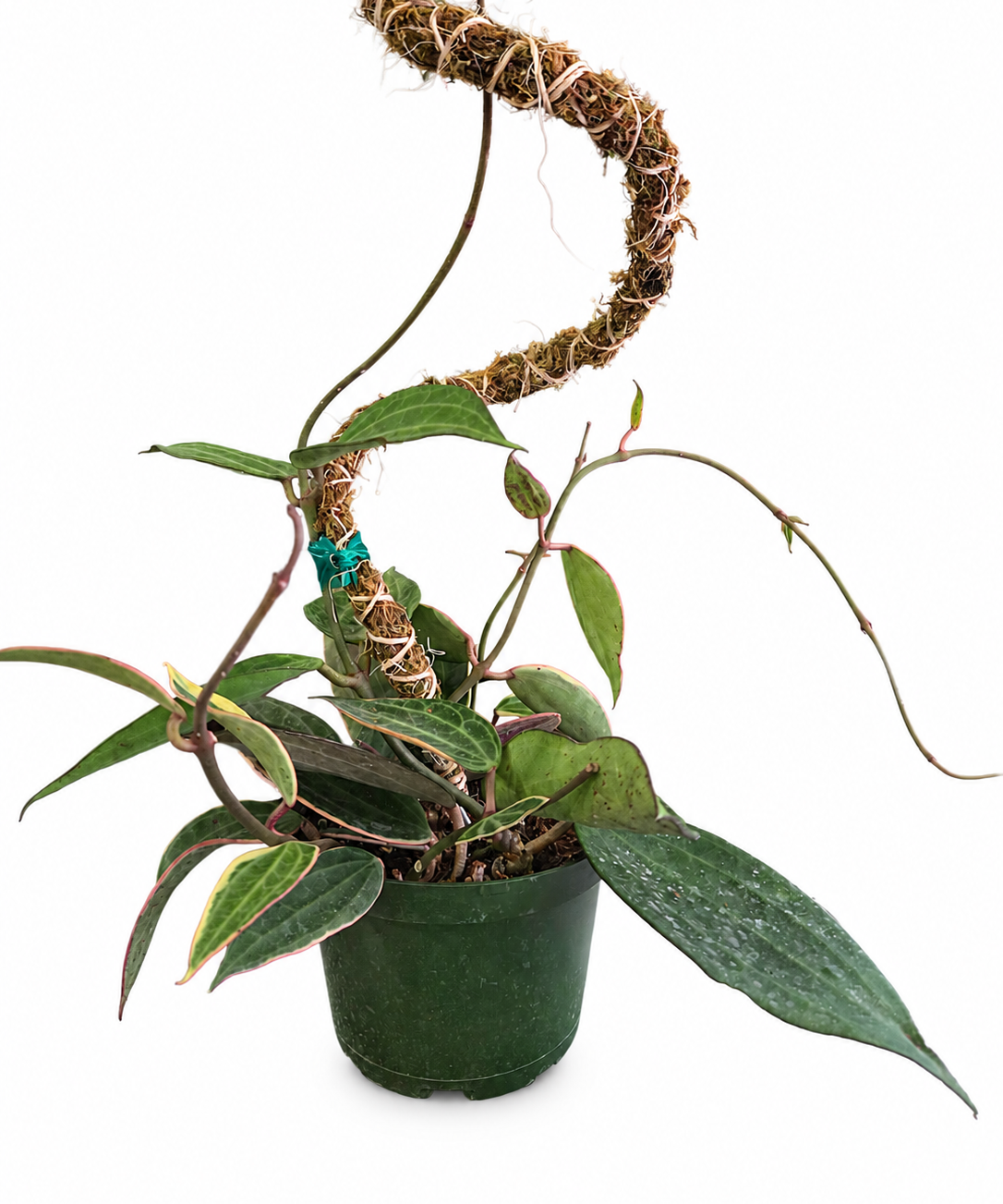 Green Plant Tie Tape