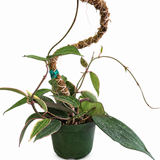 Green Plant Tie Tape