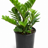 Green ZZ Plant