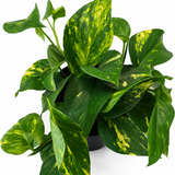 Hawaiian Pothos