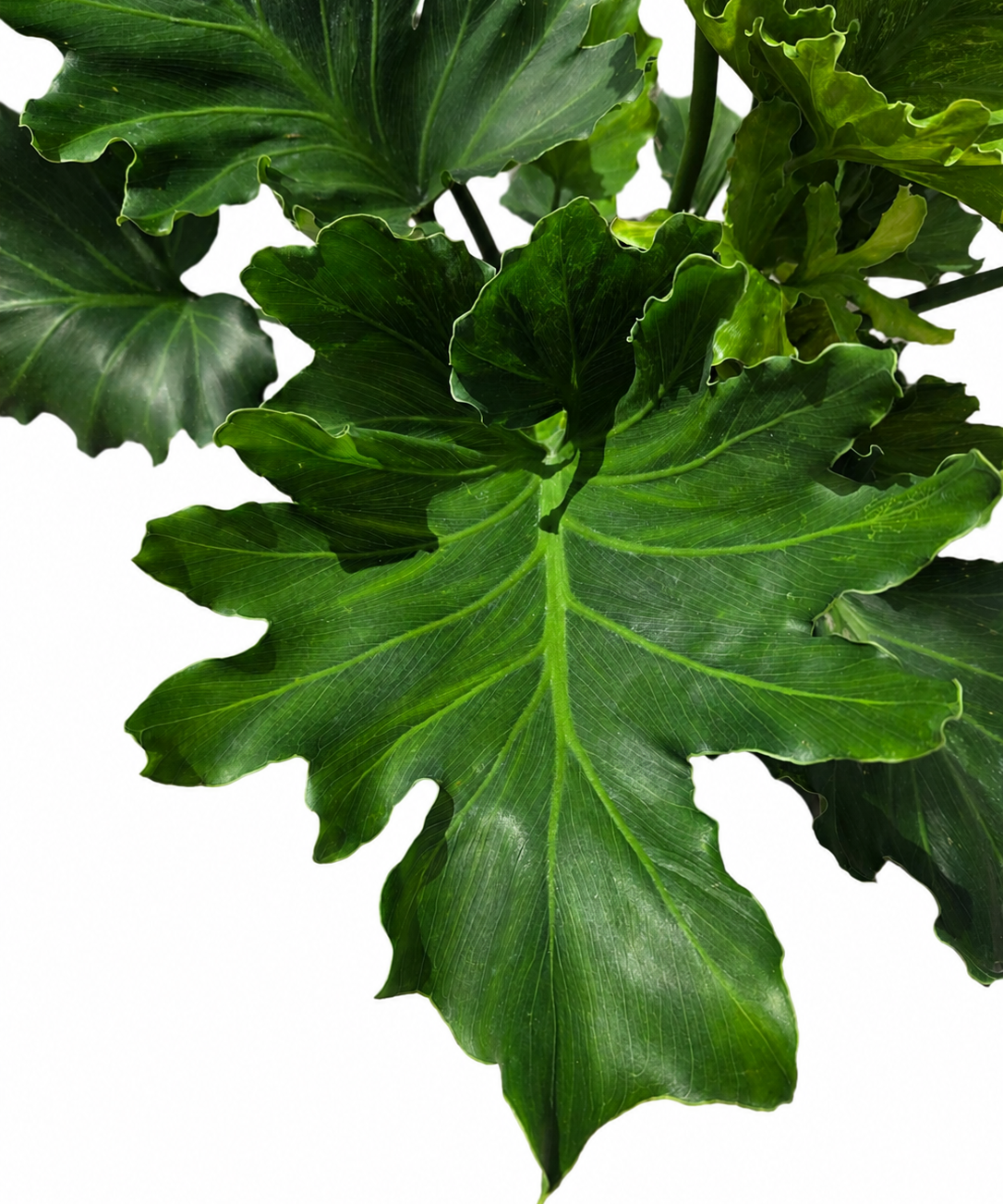 philodendron hope soil Philodendron Hope | Easy Care | Tropical