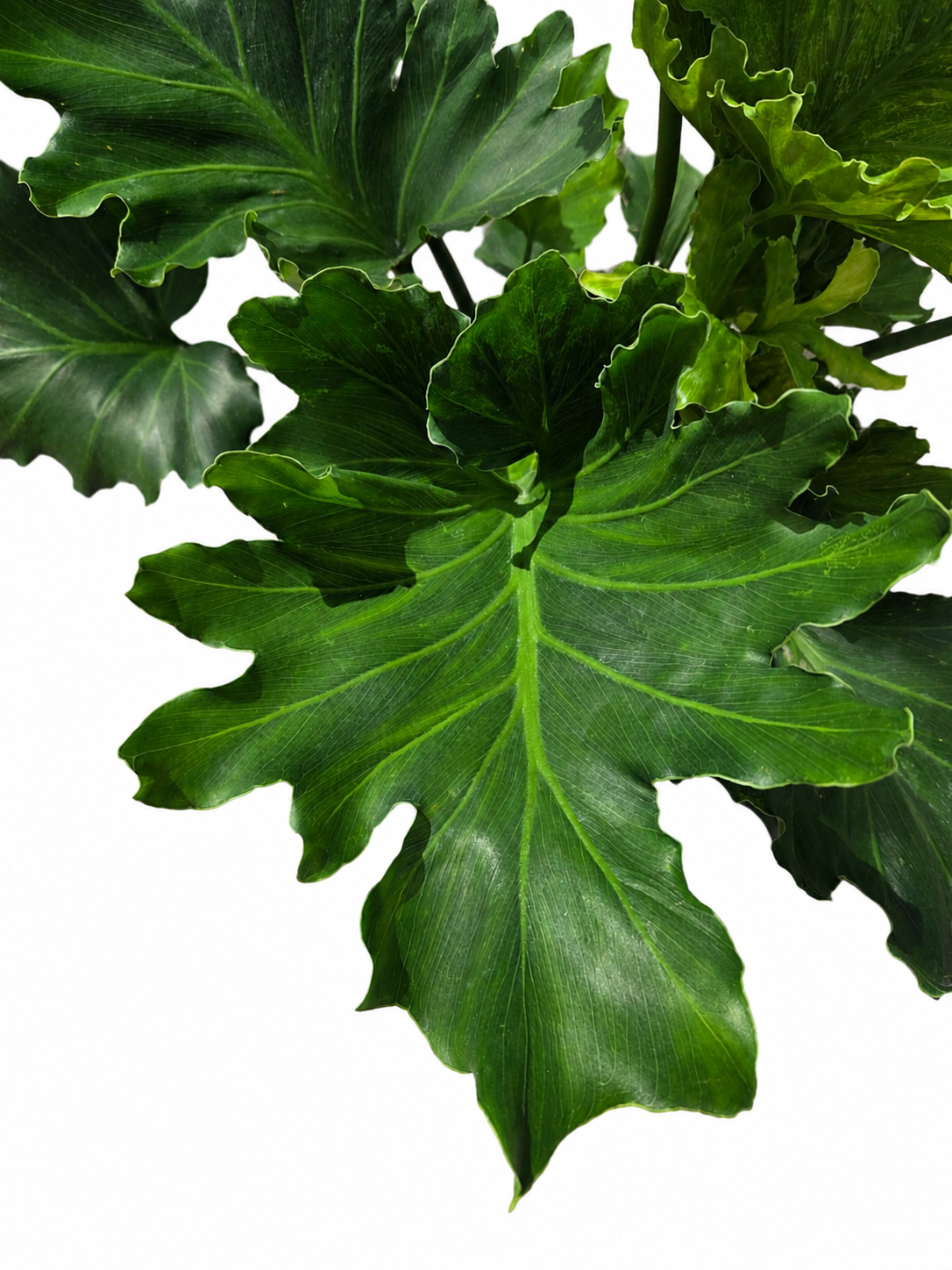 Slide image