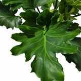 Philodendron Hope