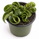 Hoya Carnosa Compacta | Hindu Rope