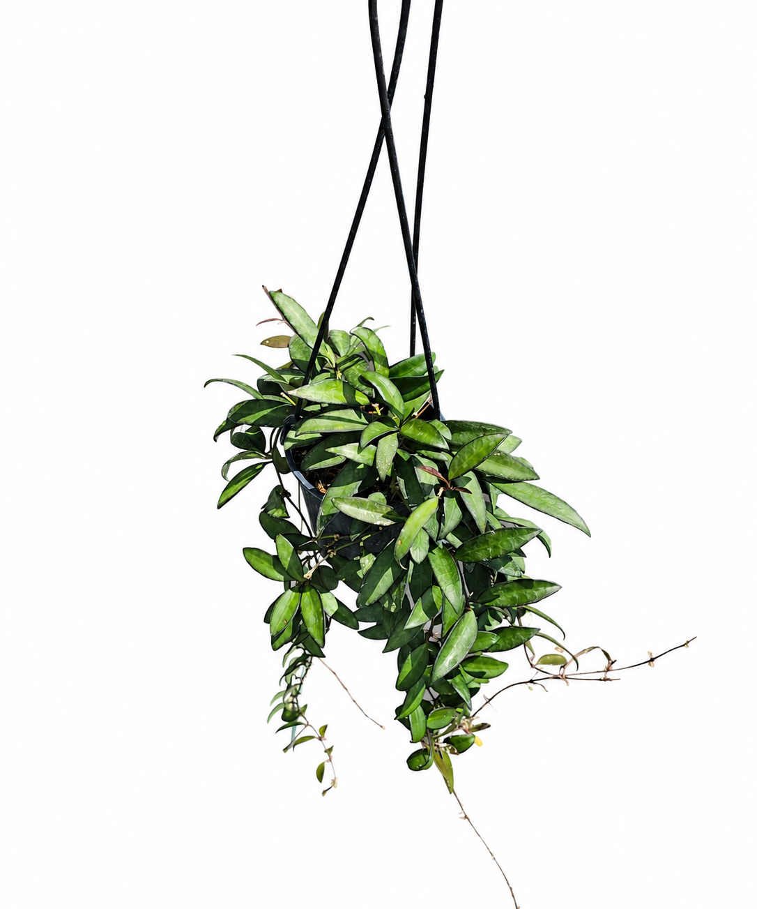 Hoya Rosita