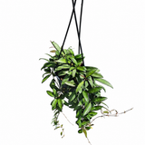 Hoya Rosita