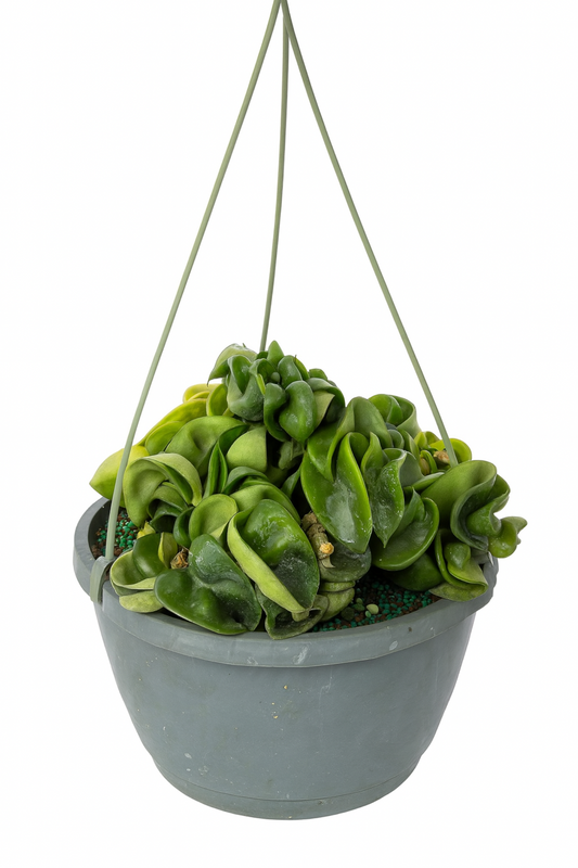 Hoya Carnosa Compacta (Hindu Rope) – Wax Plant Houseplant