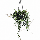 Hoya Rosita