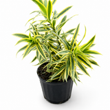 Dracaena 'Song of India'
