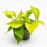 Pothos Neon