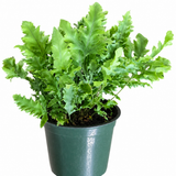 Davana Fern – Phlebodium aureum