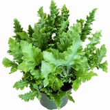 Davana Fern – Phlebodium aureum