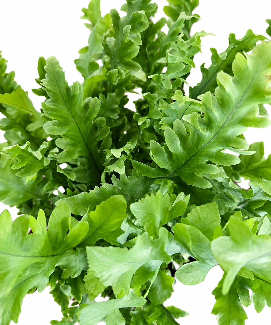 Davana Fern – Phlebodium aureum