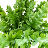 Davana Fern – Phlebodium aureum