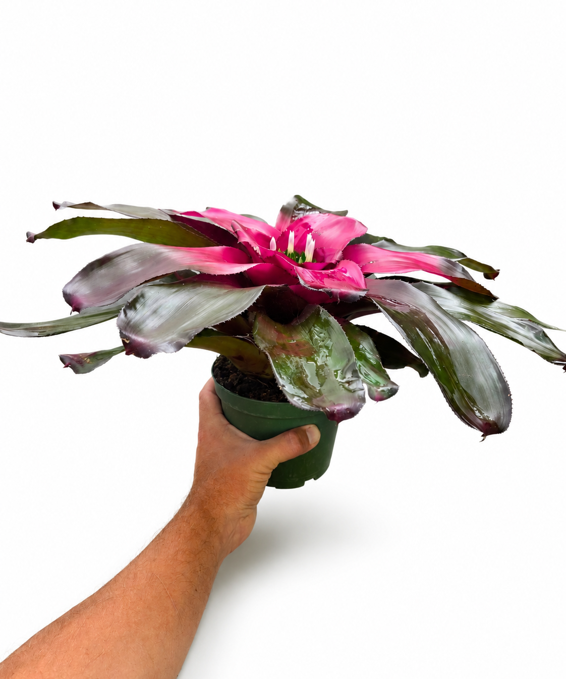 Bromeliad Neoregalia Purple Passion