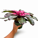 Bromeliad Neoregalia Purple Passion