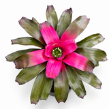 Bromeliad Neoregalia Purple Passion