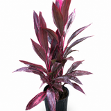 Cordyline Red Sister