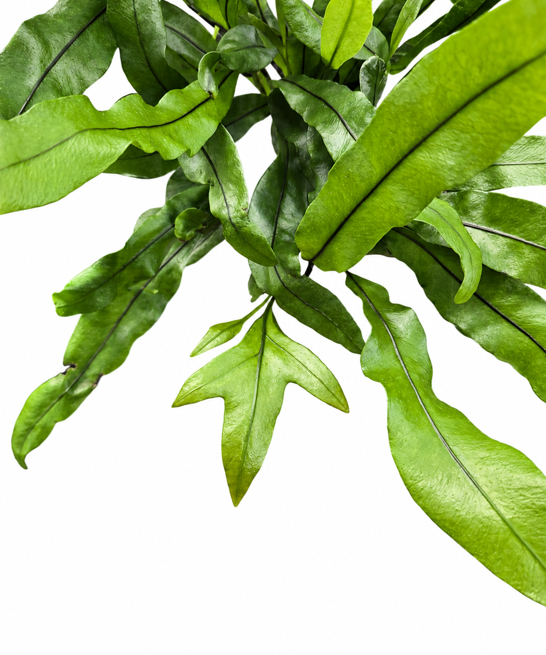 Kangaroo Paw Fern