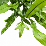 Kangaroo Paw Fern