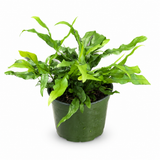 Kangaroo Paw Fern
