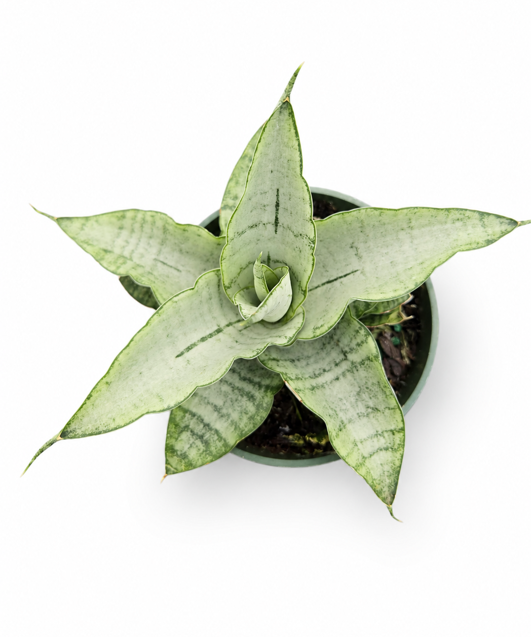 Sansevieria Hahnii Silver Star