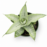 Sansevieria Hahnii Silver Star