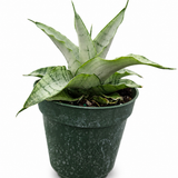 Sansevieria Hahnii Silver Star