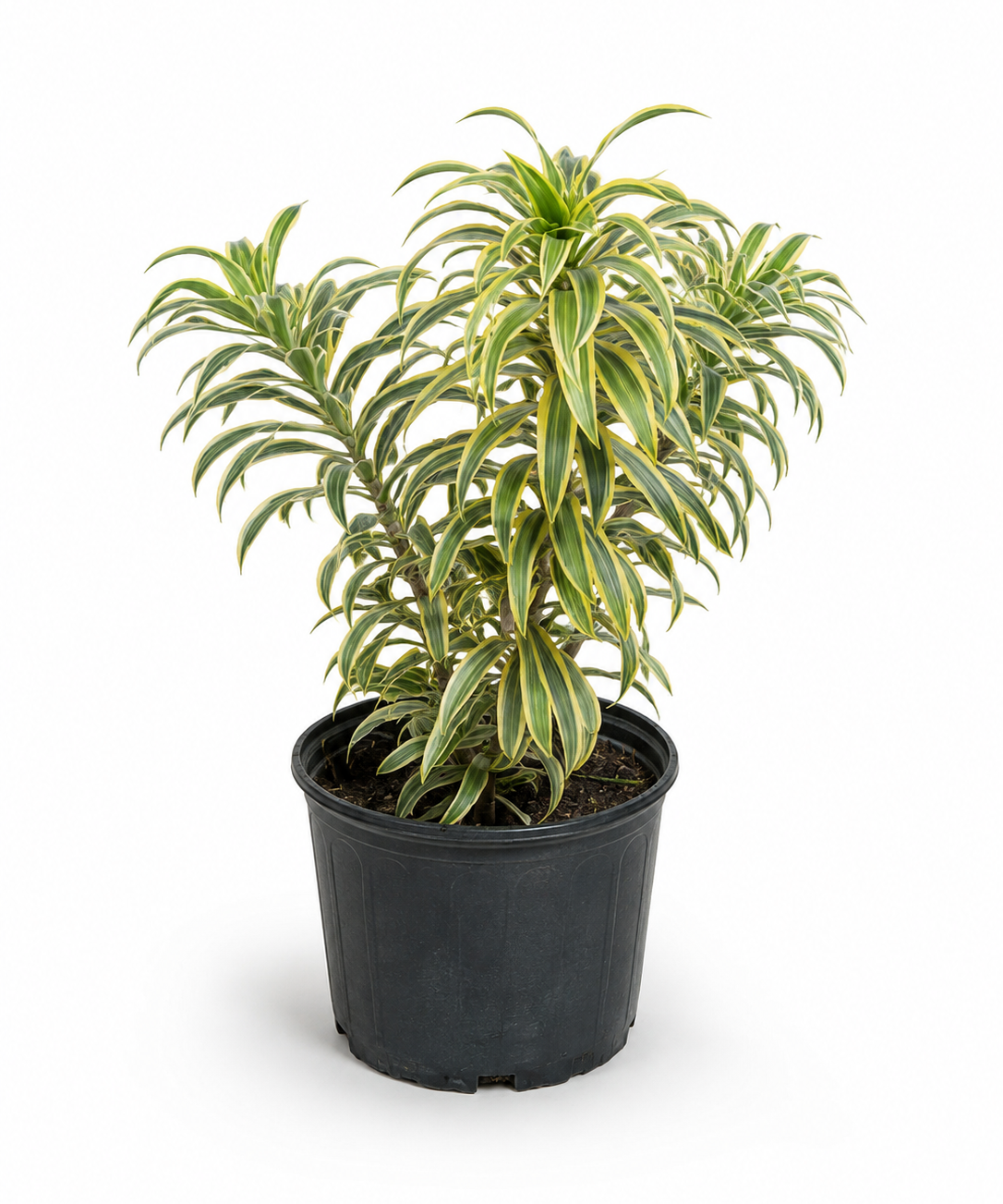 Dracaena 'Song of India'