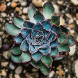 Succulent Subscription