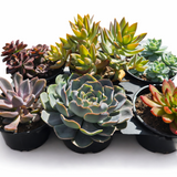 Succulent Subscription