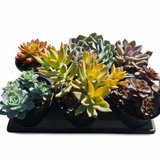 Succulent 4" Assorted Multi Pack (2, 4 & 6 Pack Options)