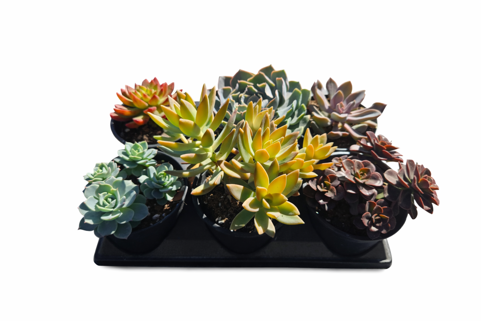 Succulent 4" Assorted Multi Pack (2, 4 & 6 Pack Options)
