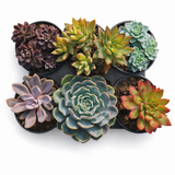 Succulent 4" Assorted Multi Pack (2, 4 & 6 Pack Options)